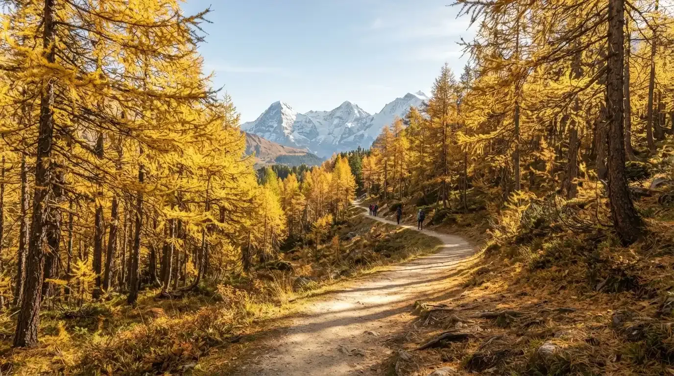 Ein Wanderweg schlängelt sich durch einen goldgelben Lärchenwald, in der Ferne sind schneebedeckte Berge zu sehen.