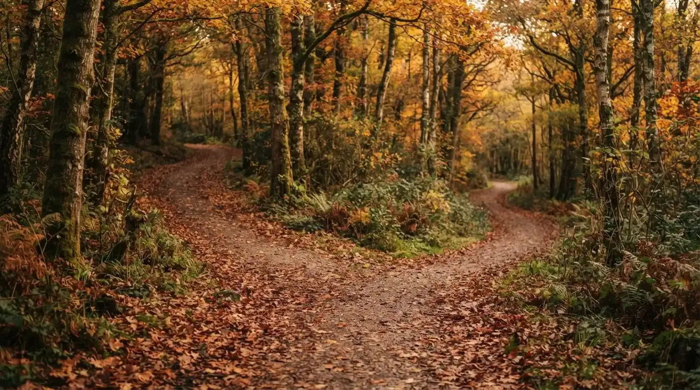 Eine Wegkreuzung im Wald, an der sich zwei Pfade im Herbstlicht gabeln, Laub bedeckt den Boden.